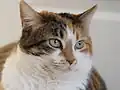 Chatte calico tabby