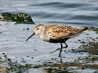 Bécasseau variable