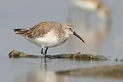 Bécasseau cocorli
