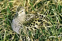 Bécasseau à croupion blanc (Calidris fuscicollis)