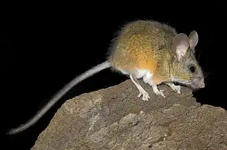 Description de l'image California mouse 5 Peromyscus californicus.jpg.