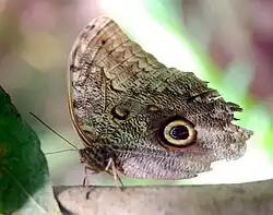 Caligo eurilochus, Amérique