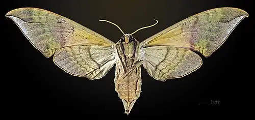 Callambulyx rubricosa piepersi   △ ♀ MHNT