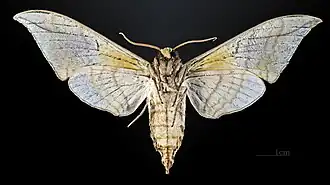 Callambulyx rubricosa piepersi   △ ♂ MHNT