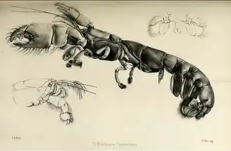 Description de l'image Callianassa turnerana.png.