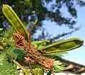 Fruit.