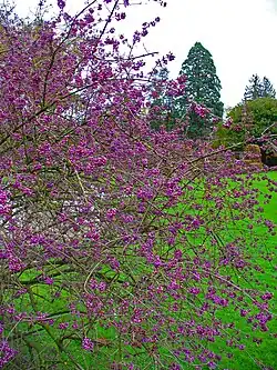 Callicarpa bodinieri, aspect général en automne