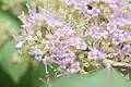 Fleurs
