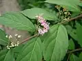 Fleurs