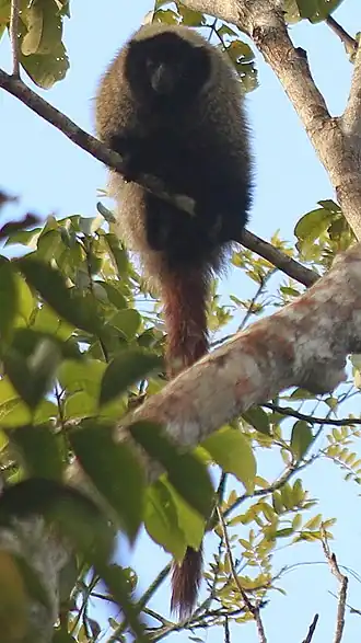 Description de l'image Callicebus coimbrai.jpg.