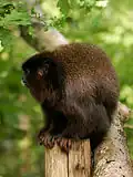 Profil, Vallée des singes (France)