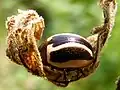Calligrapha bidenticola.