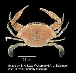 Callinectes ornatus