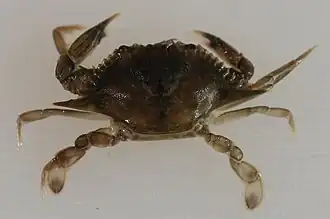 Callinectes similis
