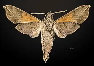 Revers du mâle MHNT