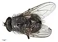 Calliphora kermadeca
