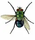 Calliphora tasmaniensis