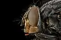 Tête de Calliphora vicina (poils noirs sur joues rousses).