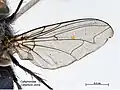Aile de Calliphora vicina