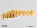 Larve de Calliphora vicina (troisième stade)