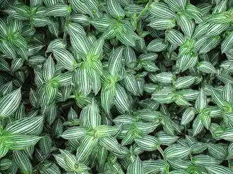 Callisia elegans