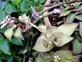 Callisia gentlei