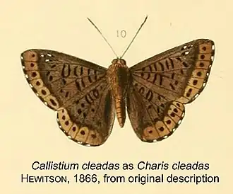 Description de l'image CallistiumCleadasHew1866OD.JPG.