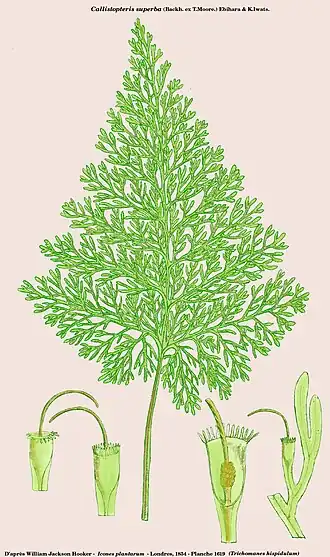 Description de l'image Callistopteris superba (Trichomanes hispidulum).jpg.