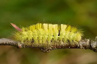 Autre chenille