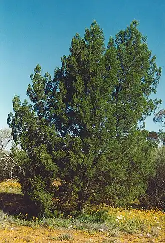 Description de l'image Callitris glaucophylla.jpg.