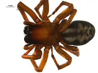 Description de l'image Callobius canada 1.jpg.