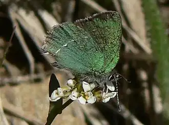 Description de l'image Callophrys sheridanii 15737 (cropped).JPG.