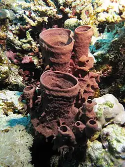 Callyspongia crassa