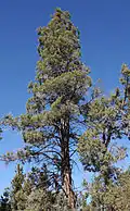 Cèdre à encens en Californie.