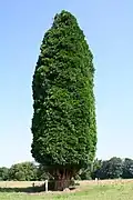 Habitus