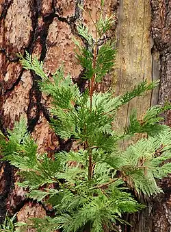 Jeune plant