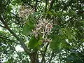 Arbre en fleurs, Jardin botanique national de Kirstenbosch, Le Cap, Afrique du Sud