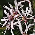 Fleurs