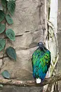 Un pigeon de Nicobar.