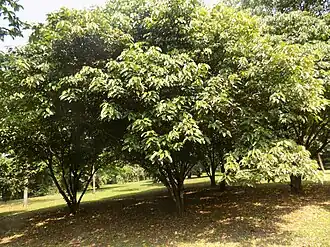 Description de l'image Caloncoba Glauca - Plant3.jpg.