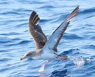 Puffin de Scopoli lors de son envol.