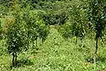Plantation.