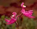 Fleur d'orchidée non résupinéeCalopogon tuberosus