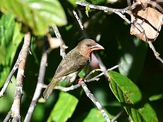 Description de l'image Caloramphus fuliginosus 233033483.jpg.