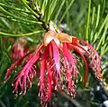 Calothamnus rupestris.