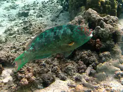Calotomus carolinus mâle