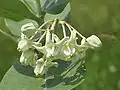Calotropis gigantea.
