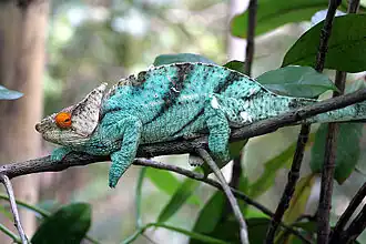 Description de l'image Calumma Parsonii Ste Marie Madagascar.jpg.