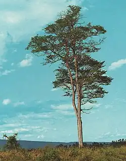 Palo blanco (Calycophyllum multiflorum)