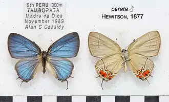 Description de l'image CalycopisCerataMUpUnACC1684 1685.jpg.